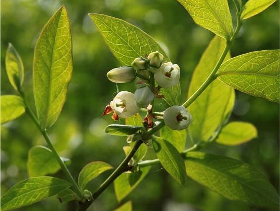 Kanadská borůvka, brusnice chocholičnatá (Vaccinium corymbosum) - Naturhelp.cz