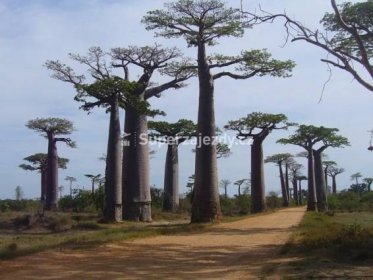 Jižní Madagaskar - Unikátní ostrov lemurů a baobabů