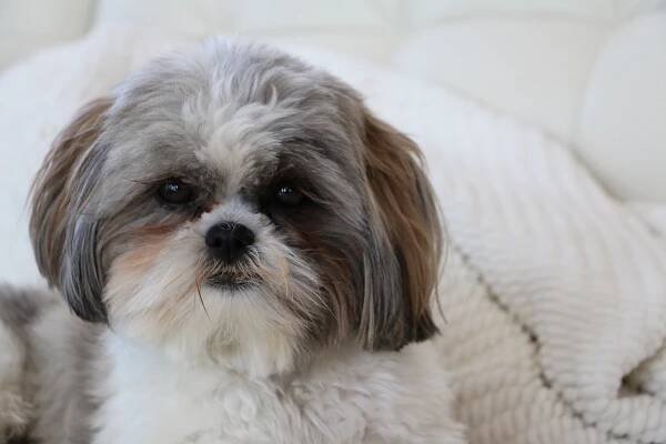 Cava Tzu: Appearance, Temperament, Health and More - Dogsintl