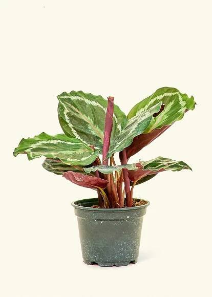 Calathea Medallion (Calathea roseopicta 'Medallion')