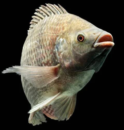 Mozambique tilapia oreochromis mossambicus izolované na černošky studio akvárium shot — Stock obrázek