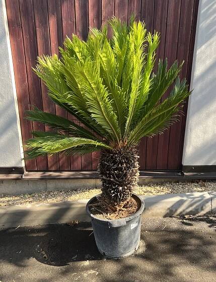 Cycas revoluta-2, cca 120 cm