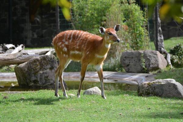 Rozhovor Zoo Praha - VVS Verměřovice s.r.o.