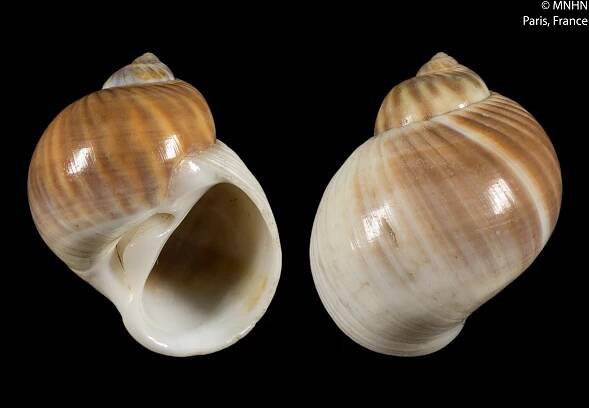 Natica marochiensis