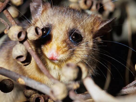 Stop Saving Cute Animals