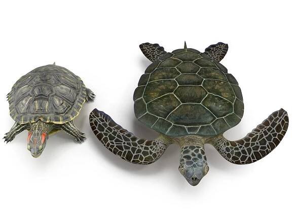 turtles rigged 3D model https://p.turbosquid.com/ts-thumb/Bm/4usZpw/ANjeDvQ5/seaturtlerigged3dmodel02/jpg/1439559320/1920x1080/fit_q87/2570a50426d8c86879597a532ccd2078de973bc3/seaturtlerigged3dmodel02.jpg