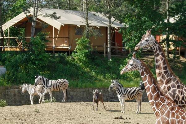 Safari Kemp carousel-image-9