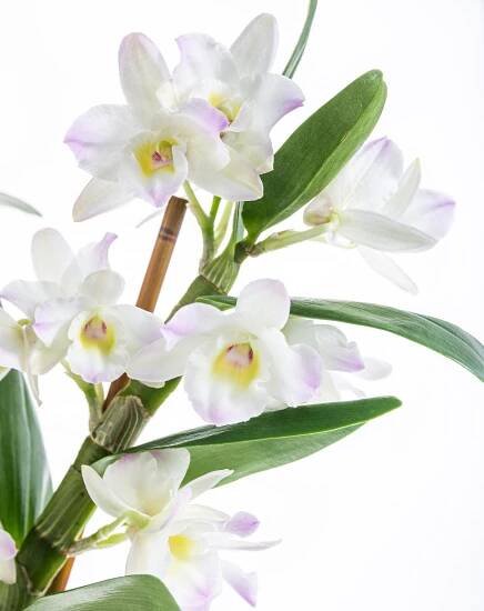 Orchidej Stromobytec, Dendrobium nobile, bílá, skladem | ZAZUMi.cz