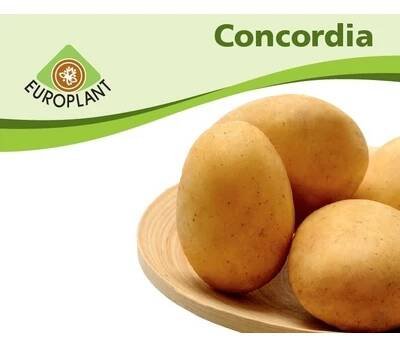 Sadbové brambory 5kg CONCORDIA