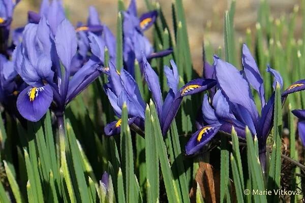Iris reticulata Harmony
