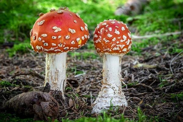 29. 7. 2020 – houby u Rapotic