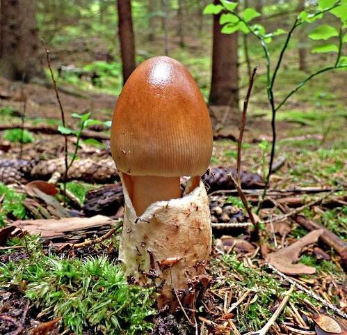 muchomůrka ryšavá – Amanita fulva, jedlá, Ralsko - foto: Jiří Vondrouš