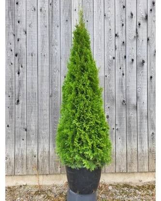 ARBOEKO Zerav západní (Thuja occidentalis) "Smaragd" 60-80 cm