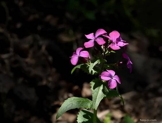 Měsíčnice roční (Lunaria annua)