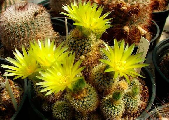 Rekh notocactus (Notocactus rechensis)