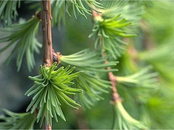 larix pendula
