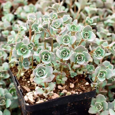 Sedum cauticola 'Lidakense' - Pink Stonecrop [large] - April