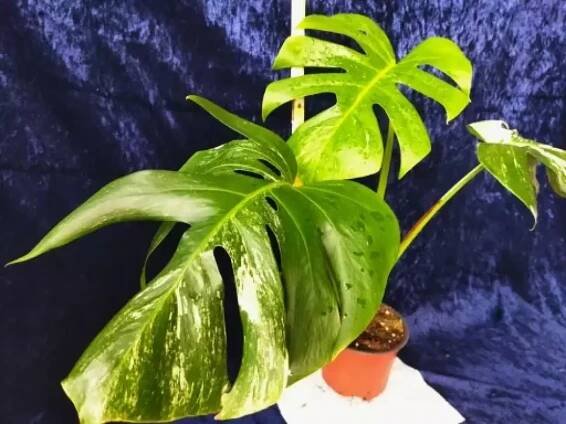 Monstera Alba (deliciosa)