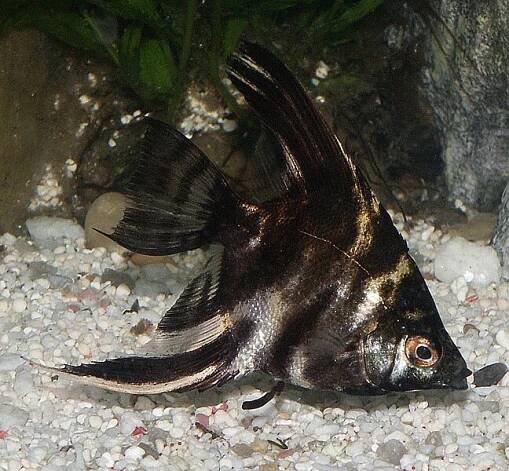Soubor:Marbled angelfish.jpg – Wikipedie