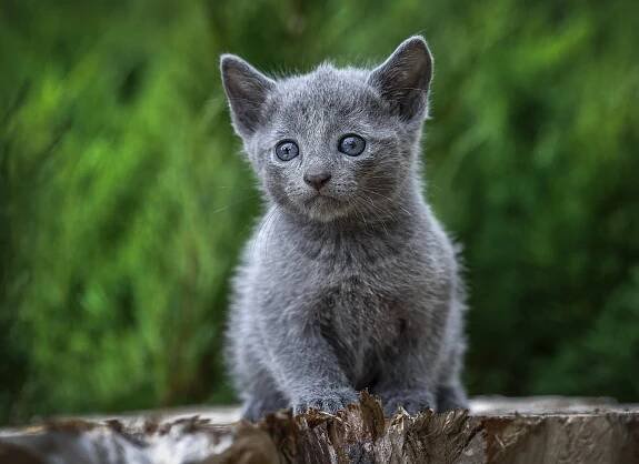 фото котик 2 русская голубая
