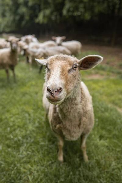 Farma Ovčí terasy - Zvířata
