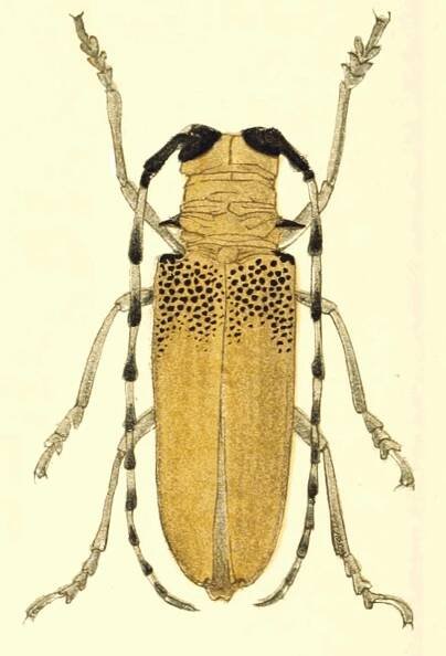 Apriona - Wikipedia