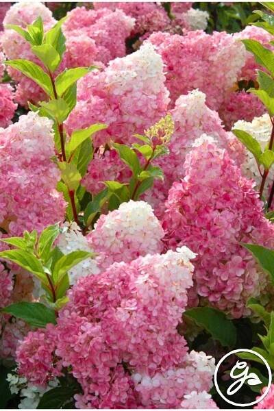 Grow Vanilla Strawberry Hydrangea Shrubs: Try Vanille Fraise Hydrangeas For Sweet Blooms Every Summer en 2025