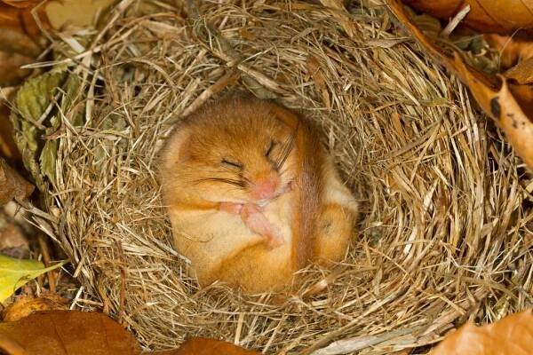 What is hibernation, how does it work, and which animals do it? - Discover Wildlife