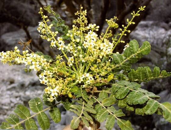 Soubor:Fiori-Boswellia.jpg