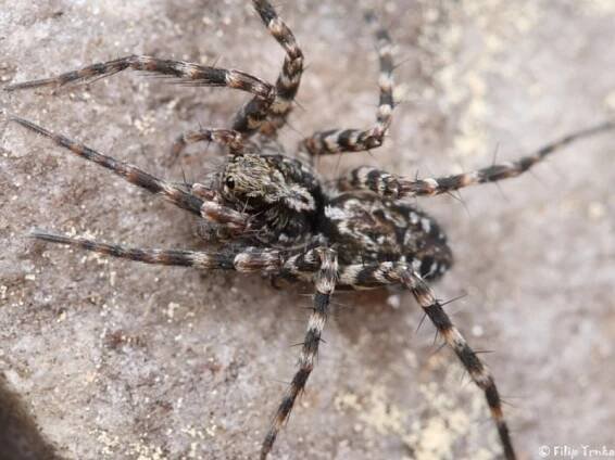 Acantholycosa norvegica - slíďák ostnonohý | Lycosidae - slíďákovití | Natura Bohemica