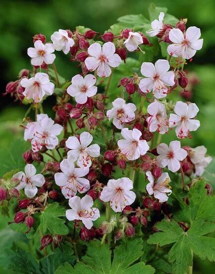 Geranium macrorrhizum Spessart
