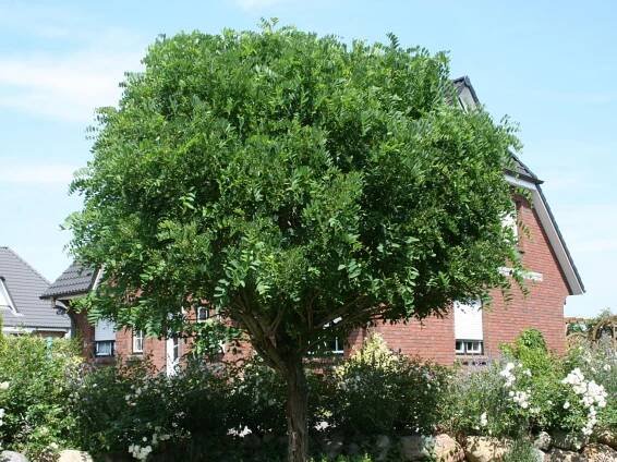 Trnovník ROBINIA UMBRACULIFERA