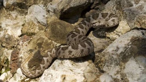 Chovatele na Frýdecko-Místecku uštkl prudce jedovatý had