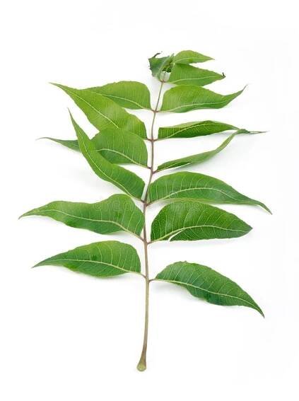 Neem leaf royalty free stock photo