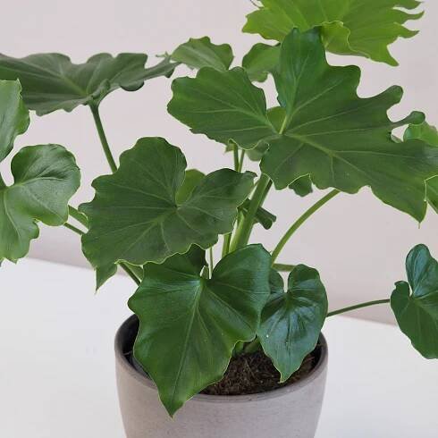 Philodendron bipinnatifidum ‘Selloum’ - Plantizia.cz