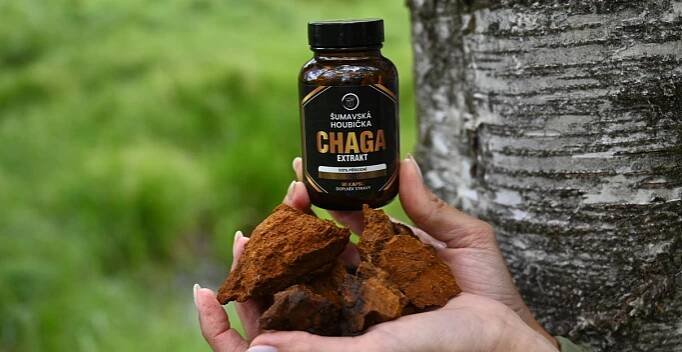 chaga extrakt