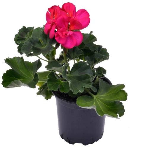 Muškát vzpřímený - Pelargonie páskatá (Pelargonium zonale) cca 11 cm