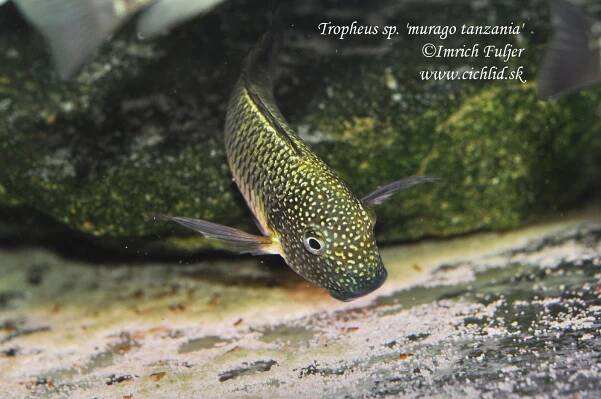 Tropheus sp. 'limespot' Lusingu WILD