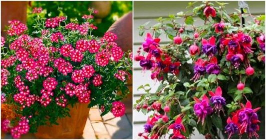 5 nenáročných rostlin, které se stanou perfektní náhradou za petúnie. Pokvetou až do zámrzu a leckdy i přezimují