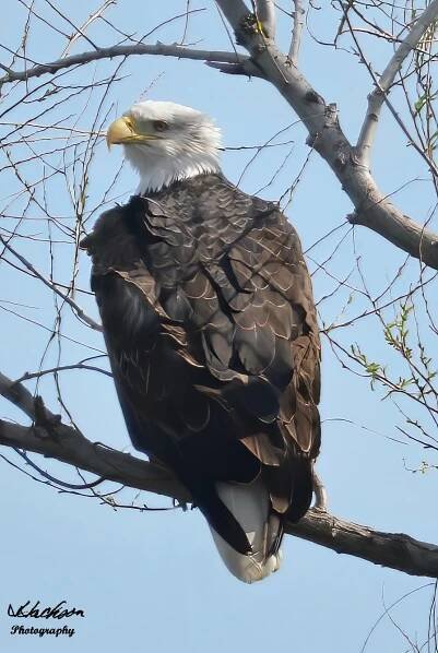 Bald Eagle – Jim Jackson