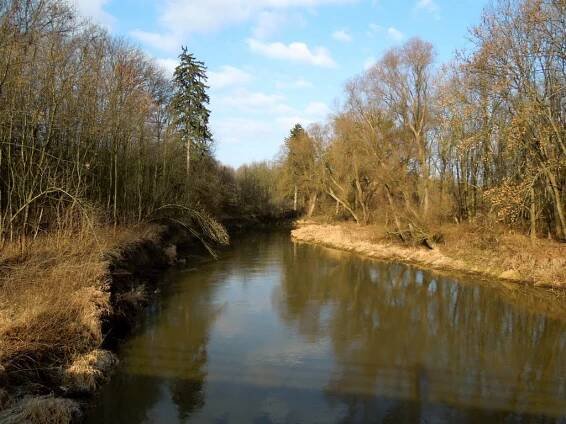 Řeka Jihlava - 26.1.2012
