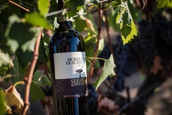 Sangiovese