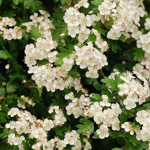 Thinking About – May Day and Being a Human Animal