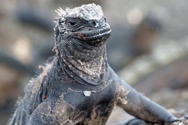 Iguana