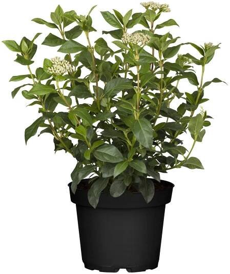 Landgard Kalina modroplodá (Viburnum tinus) růžová výška 10-20 cm, pr. 13 cm