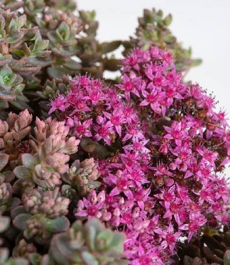 Sedum cauticola 'Lidakense'