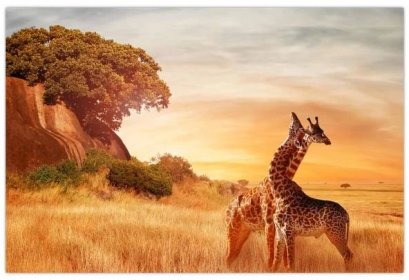 Obraz - Žirafy v Africe (V022363V10070)