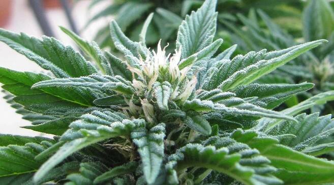 Fruity Juice - konopí - Sensi Seeds | Cannapedia