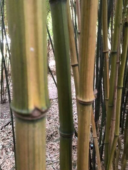 PHYLLOSTACHYS AUREOSULCATA ́ ́HARBIN INVERSA ́ ́ - Bambusy.cz