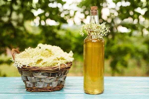 How to make elderflower gin - Discover Wildlife